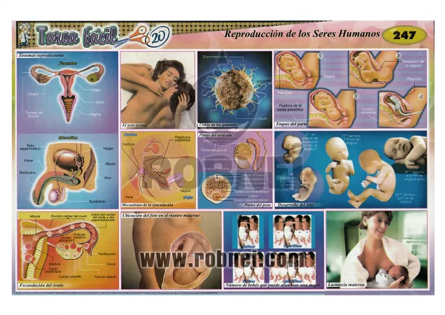 Reproduccion De Los Seres Humanos